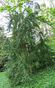 Image result for Buxaceae