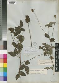 Image result for Eriosema parviflorum