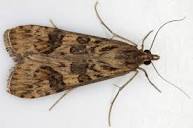 052 Nomophila noctuella (Rush Veneer) - British Lepidoptera