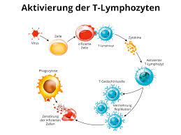 Lymphozyten Zu Hoch Lymphozytose