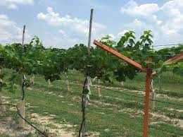 Dig a hole that is a foot deep and wide (30.5 cm.). Pierce S Disease Resistant European Grape Trained To Watson System In Alabama American Vineyard Magazine