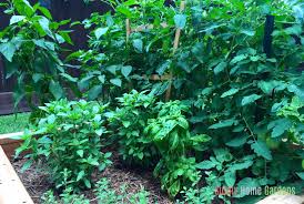 What to plant next to tomatoes. 22 Best Companion Plants For Tomatoes Sunny Home Gardens