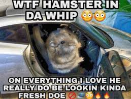 Wtf He Really Do Be Fresh Doe R Okbuddyretard Okbuddyretard Fb Memes Memes Hamster