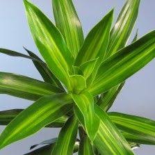 Tanaman Hias Daun Bibitbunga Com Part 4 Tanaman Hias Daun Tanaman Tanaman Indoor