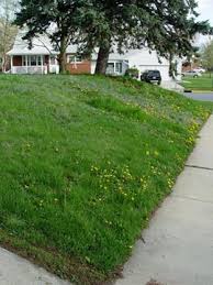 How to treat your lawn for weeds. How To Get Your Weedy Lawn Back Under Control Greenview