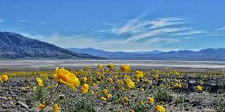 Officials say that a series of storms in october triggered an additional seeding of. Wildflowers Other Plants Visit California