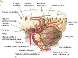 Pin On Neurosurgery