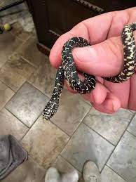 Snake Identification in Dutch Valley, TN