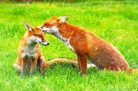 Füchse sind mittlerweile auch in deutschen städten zuhause. Fuchs Im Garten Am Helllichten Tag Was Tun 100 Neu Outdoorando