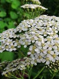 Pin On Garden
