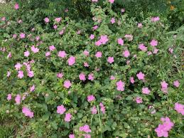 Image result for Pavonia