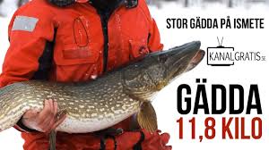 That circles around the notion that agriculture need not be a war. Gadda 11 8 Kilo Stor Gadda Pa Ismete Kanalgratis Se Youtube