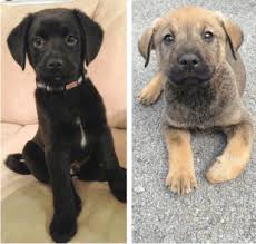 One way to determine the ancestry of the lab mix can come in a variety of coats. German Sheprador Black Lab German Shepherd Mix