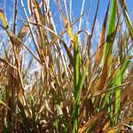 Image result for Eragrostis humidicola