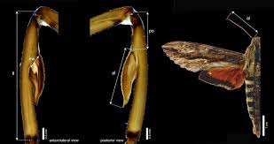 Image result for Actiniopteris dimorpha