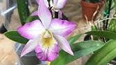 Maybe you would like to learn more about one of these? Iwanagara Apple Blossom Fantastic Youtube