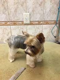 Find your favorite brooklyn heights store in the united states. Clark Pet Store 56 Photos 39 Reviews Pet Groomers 57 Clark St Brooklyn Heights Brooklyn Ny Phone Number