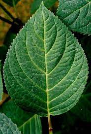 Hydrangea Identification Hydrangea Leaves Types Of Hydrangeas Hydrangea Care