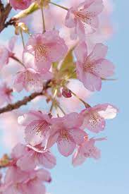 Sakura Sakura Flower Cherry Flower Blossom Flower