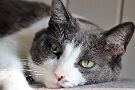 Maybe you would like to learn more about one of these? What To Expect When You Re Grieving The Loss Of A Cat The Conscious Cat