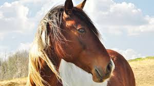 horse hd wallpapers on
