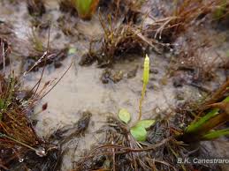 Image result for Ophioglossum gomezianum