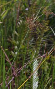 Image result for Fimbristylis complanata