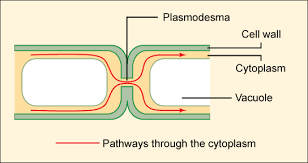 Unlike the eukaryotic cells of plants and, animal cells do not have a cell wall. Cell Junctions Biology For Majors I