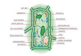 Plant cell has a cell wall made of. Do All Plants Have A Cell Wall Quora