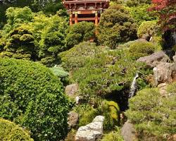 Gambar Japanese Tea Garden in San Francisco