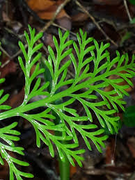 Image result for Asplenium rutifolium