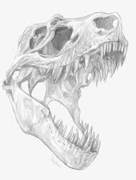 T rex head black and white stock photos images alamy. T Rex Skull By E Pona Tyrannosaurus Rex Skull Drawing Png Image Transparent Png Free Download On Seekpng