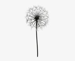 She allows us to free ourselves from worries, trusting that someday our dreams will come to us as we wished—or even better. Png Download Dandelions Drawing Color Dandelion Pictures Black And White Free Transparent Png Download Pngkey