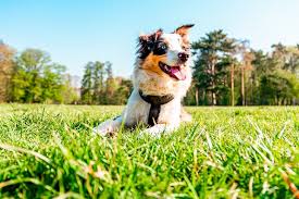 We did not find results for: Want A Dog Who Loves Outdoor Adventures Here Are 8 Active Breeds To Consider This Dogs Life