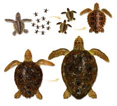 Maybe you would like to learn more about one of these? Atlantic Loggerheads Why Isn T The Best Understood Sea Turtle Recovering The State Of The World S Sea Turtles Swot