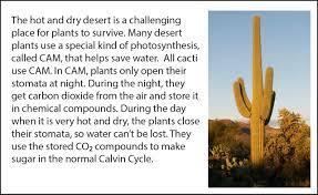Unlike most other plants, cacti do not have use the space below to make a sketch of the modified leaf, justifying what you include as well as what might plants do with the sugars made during photosynthesis? Biology Reading Flashcards Photosynthesis Ask A Biologist