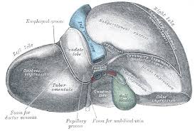 Free online quiz liver diagram. Liver Inferior Surface Radiology Case Radiopaedia Org
