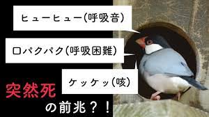 インコ 息 が 荒い