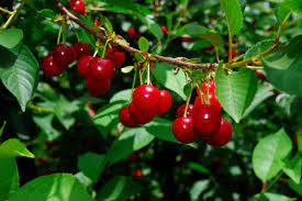 724 wain rd, north saanich, bc, canada. Huntersgardencentre Com Fruit Trees