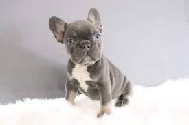 Price is always higher than the already expensive standard french bulldog puppy. Lilac French Bulldog Learn All About This Unique Frenchie Coat Color Anything French Bulldog