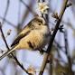 Langdon Birdwatching for Beginners event image