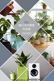 8種適合室內種植的盆栽 plants