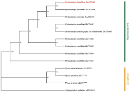 Image result for Hydrostachys insignis