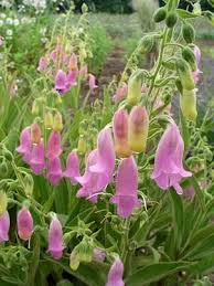 Excellent Foxglove Foliage With Short Spikes Of Raspberry Unusual Plants Flowers Perennials Perennials