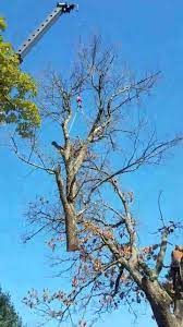 Find your favorite bands, discover new ones, and get alerts when bands you like are playing shows near you. Raines Tree Care Home Facebook