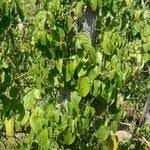 Image result for Plukenetia