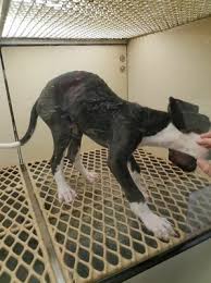 Create a free listing open di. Pets R Us 10913 Elm St Omaha Ne Pet Shops Mapquest