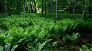 The showy, infertile fronds are long and lacy like an ostrich plume. A Feast Of Fiddlehead Ferns