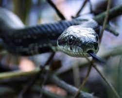 A Hillbilly Guide To Snakes The Western Rat Snake Rat Snake Snake Giant Anaconda