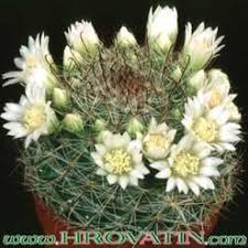 The cactus community on reddit. Cacti Cactus Cactuses Cactaceae 6 Indoor Plant Care All About Plants Plant Care Instructions